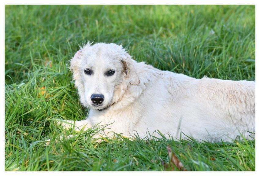 Dog Golden Retriever White Grass