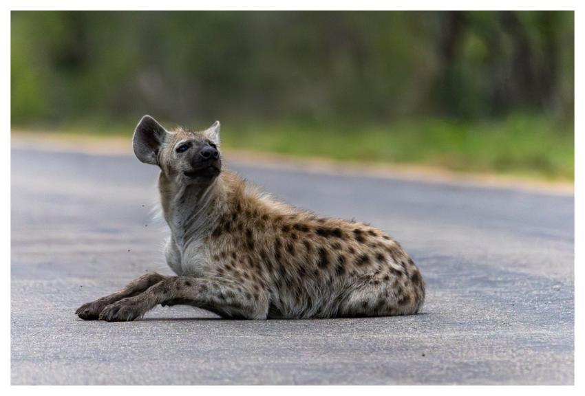 Hyena Nature Wildlife Africa