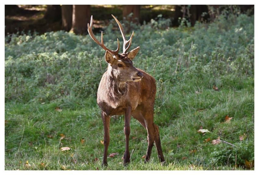 Deer Forest Animal Meadow
