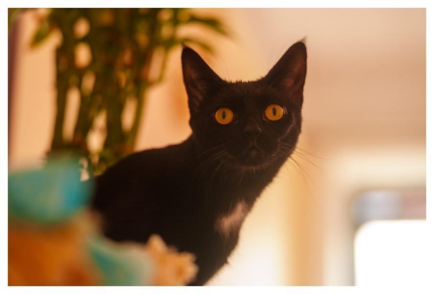 Cat Nature Grooming Kitten