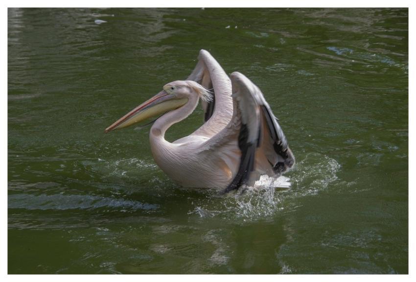 Pelican Bird Waterbird Ornithology