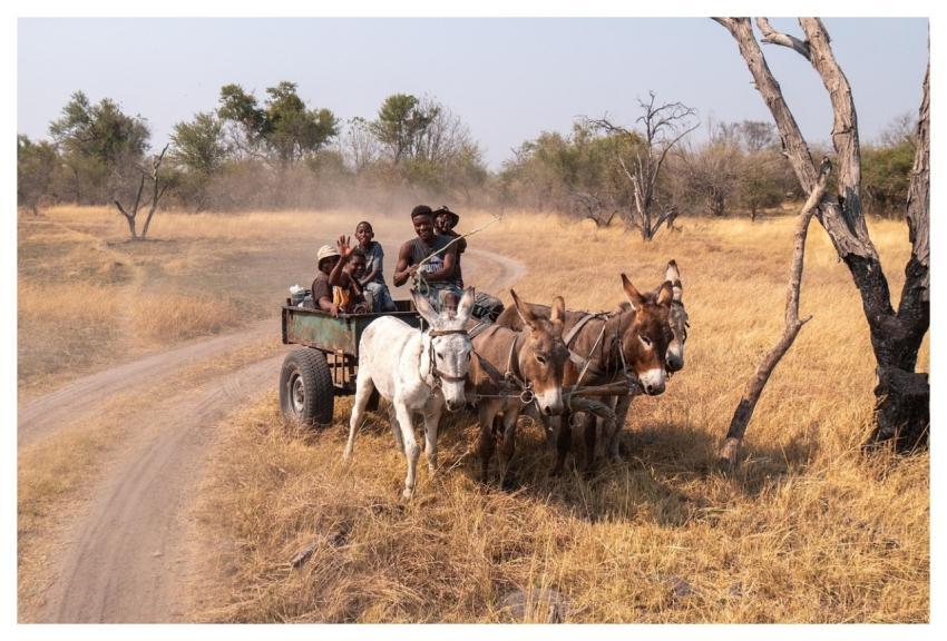 Donkey Cart Carriage Outdoors Mammals