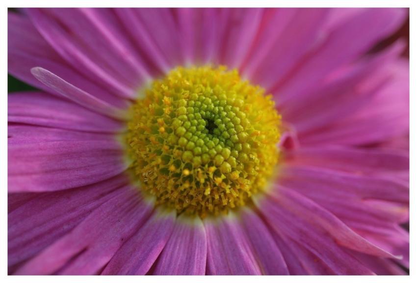 Aster Pink Flower Macro