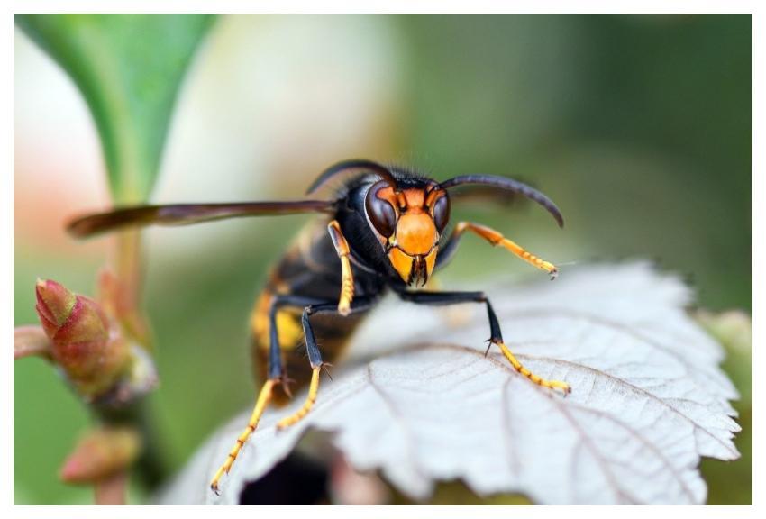Hornet Asian Insect Macro