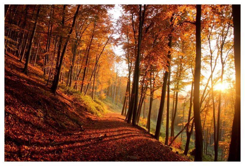 Autumn Forest Trees Nature