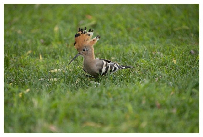 Hoopoe Bird Nature Animal