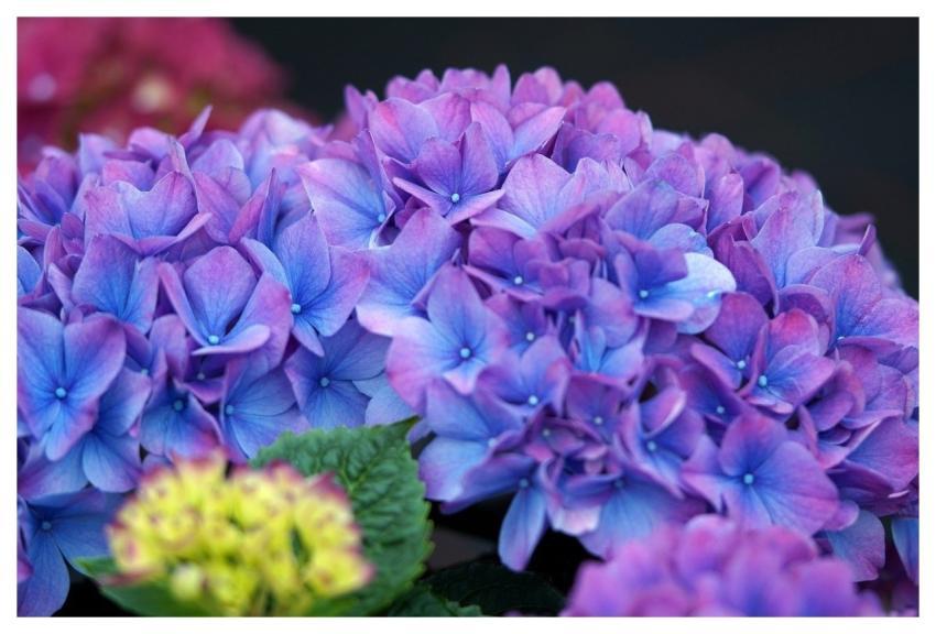 Hydrangea Nature Blossom Bloom
