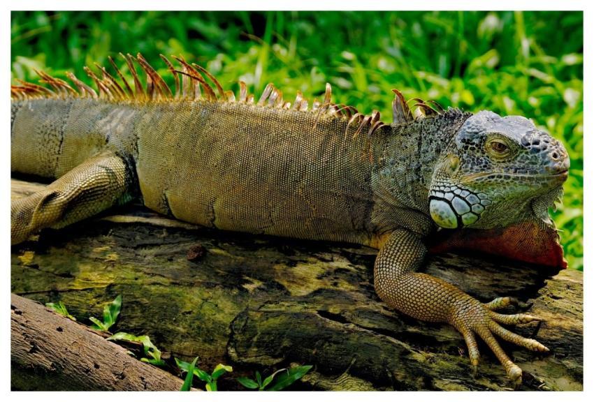 Green Iguana Full Hd Wallpaper Free Wallpaper Wind
