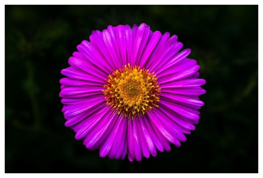 New England Aster Nature Flower Wallpaper Aster