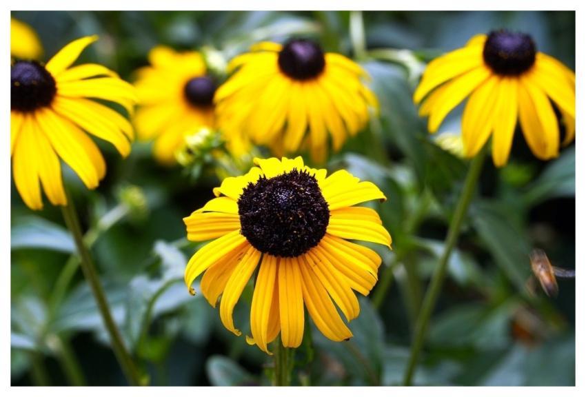 Coneflower Nature Blossom Bloom