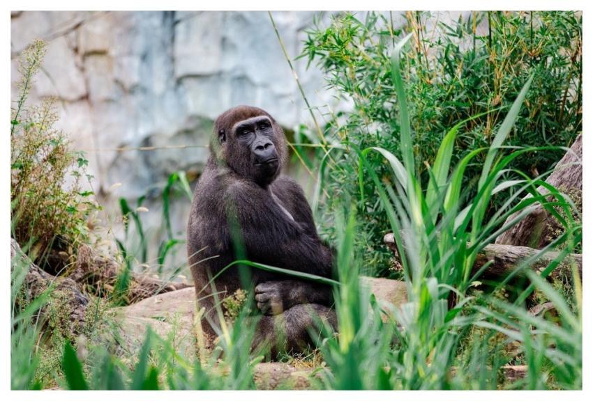 Animal Nature Wildlife Wilderness