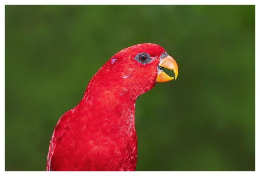 Red Lory Parrot Bird Red
