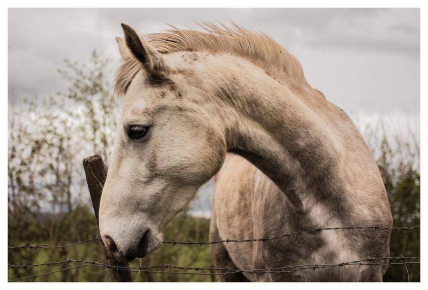 Horse Wild Horse Sligo Ireland