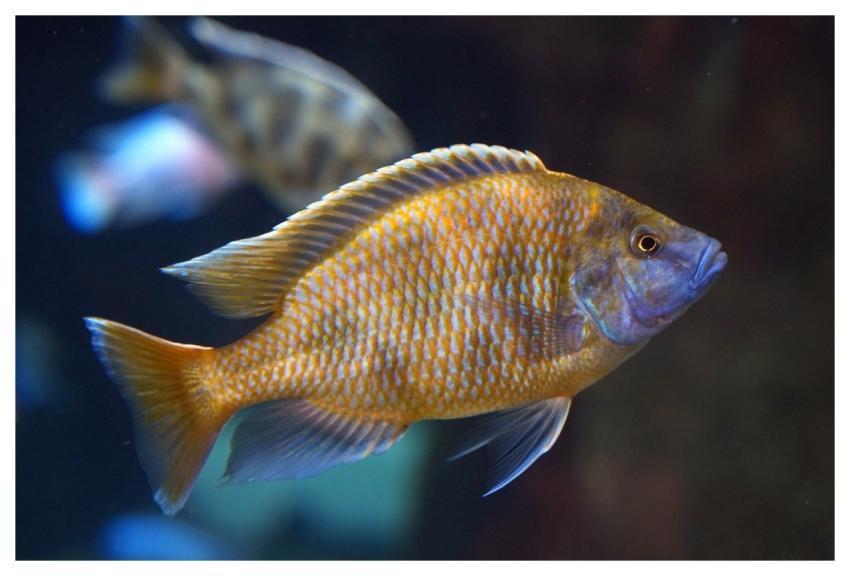 Fish Perch Giraffe Cichlid Multicoloured