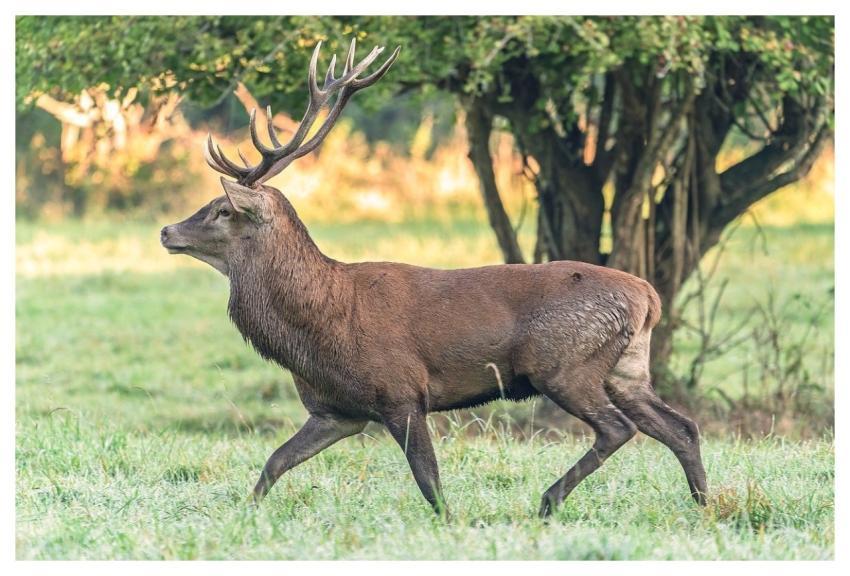 Stag Nature Fauna Animal