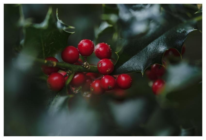 Holly Ilex Red Berries Berry