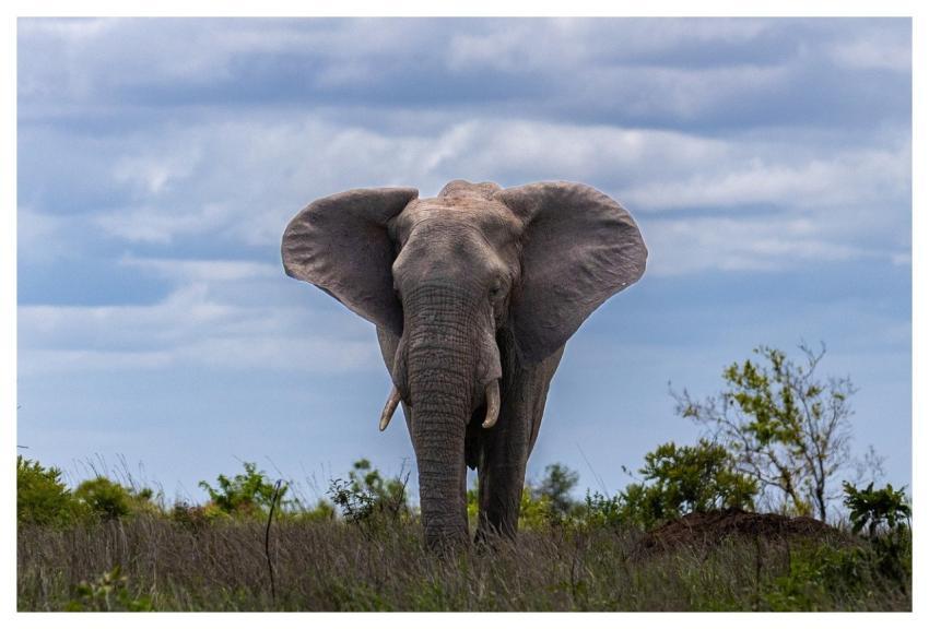 Elephant Nature South Africa Wild