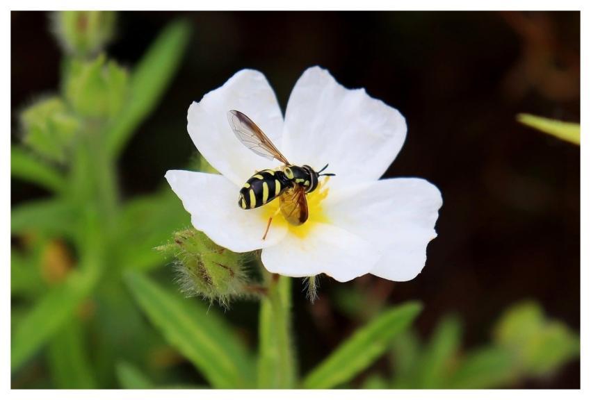Chrysotoxum White Cistus Insect Macro