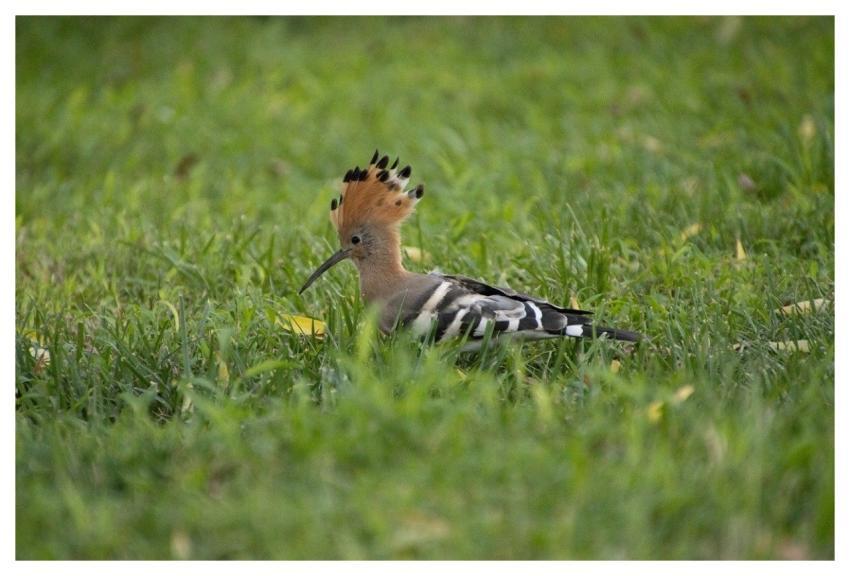 Hoopoe Nature Bird Wildlife