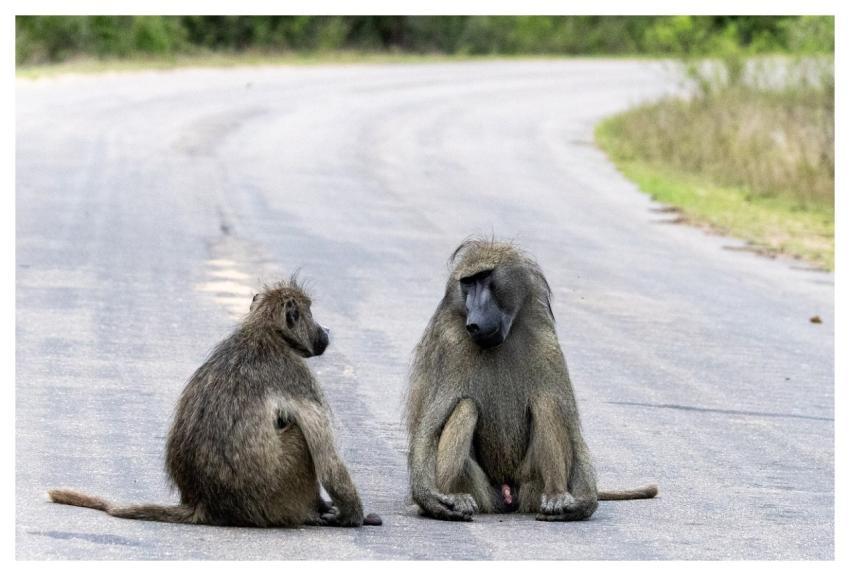 Nature Animal Primate Wildlife