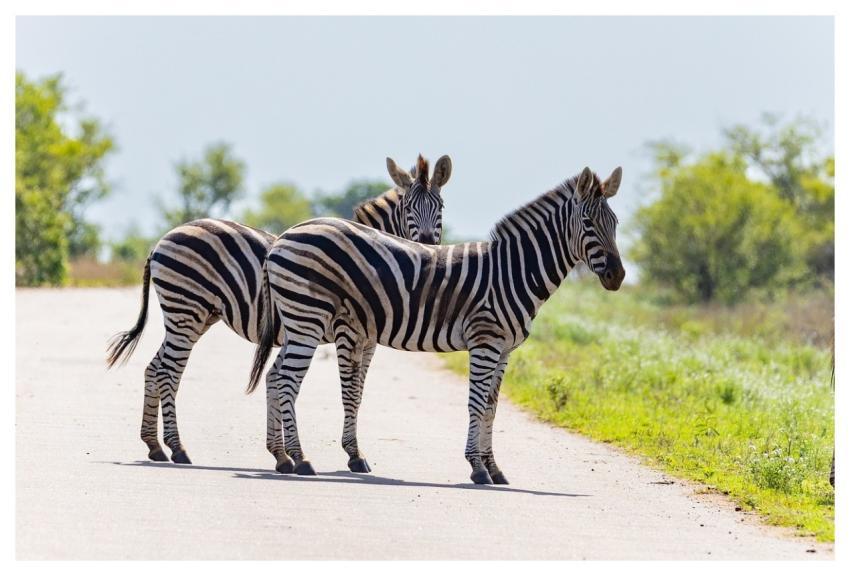 Zebra Safari Striped Nature