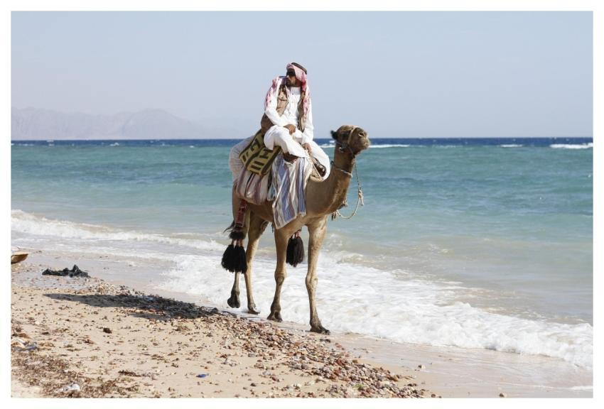 Animal Arabian Camel Camel Local