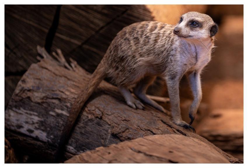 Zoo Animal Meerkat Nature