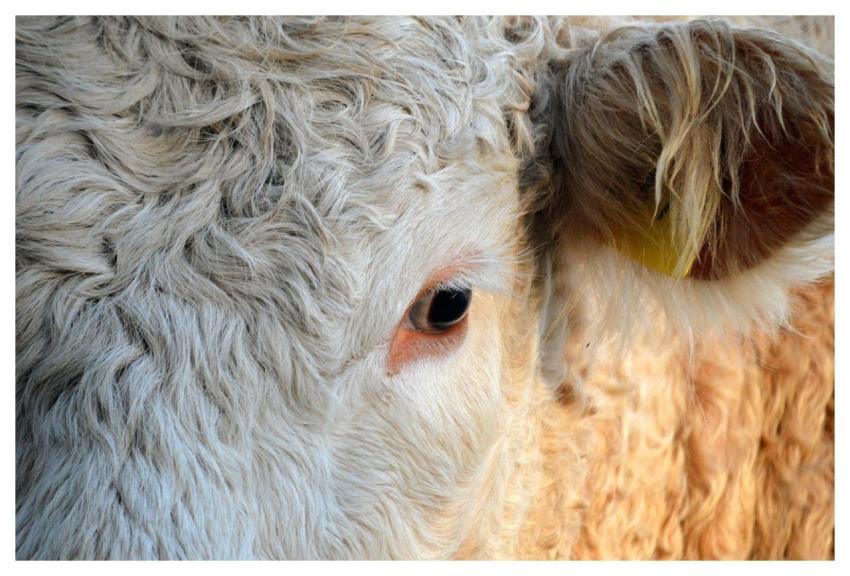 Beef Animal Agriculture Farm Yard