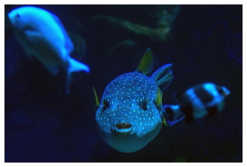 Face Puffer Fish Eyes Portrait