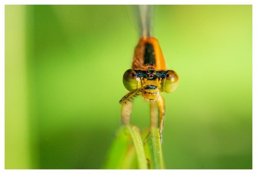 Dragonfly Insect Nature Wings