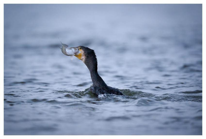 Bird Nature Wildlife Plumage