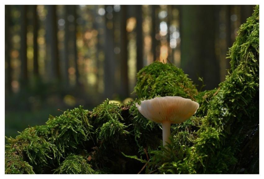 Mushroom Forest Moss Autumn