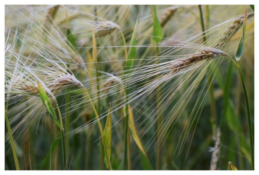 Agriculture Nature Grain Plants
