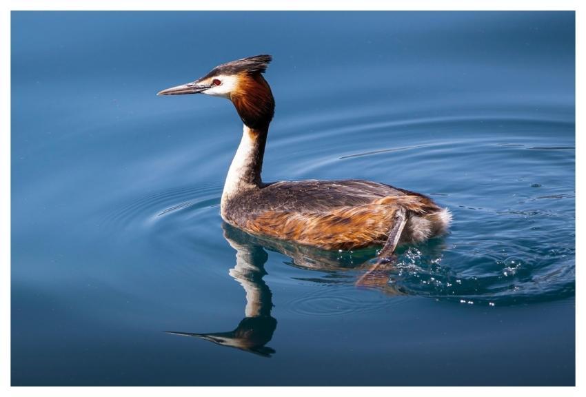 Grebe Bird Animal Waterfowl