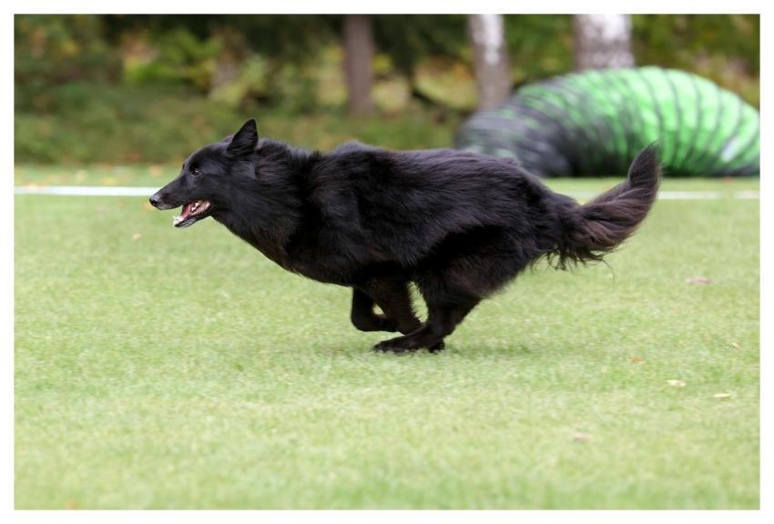 Dog Groenendael Canine Competition