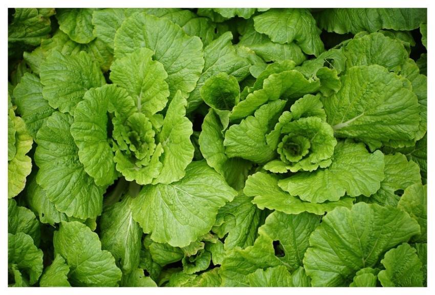 Cabbage Green Leaves Vegetable