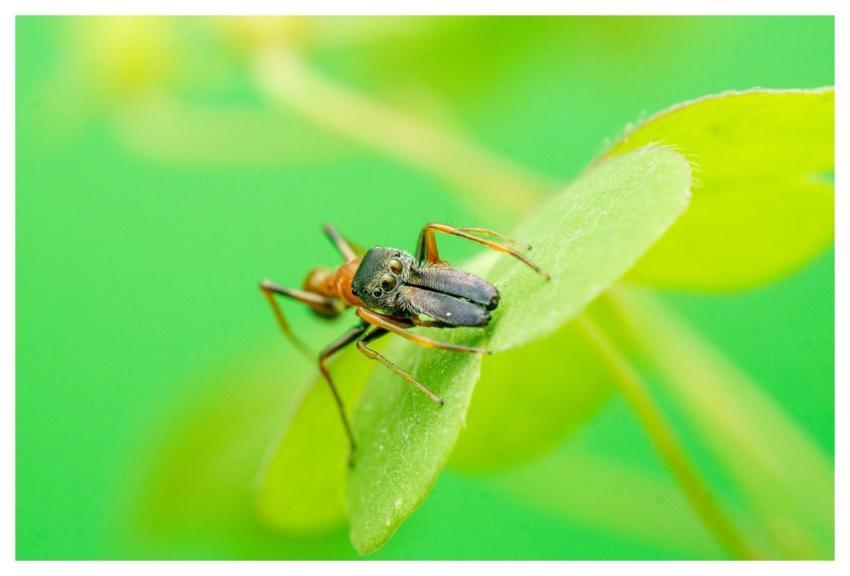 Animal Wildlife Nature Spider