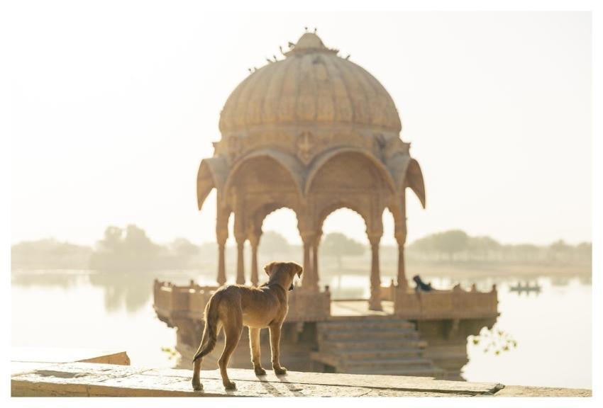 Dog Pet Travel Animal