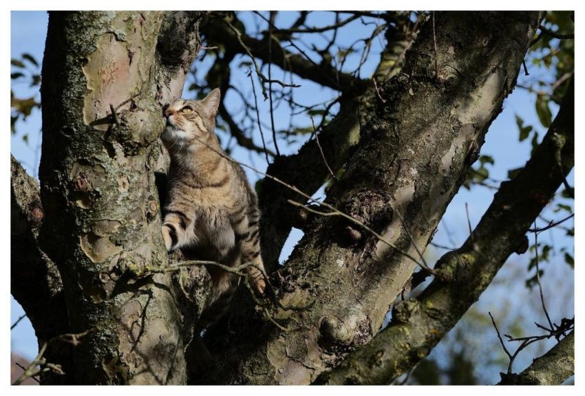 Cat Tree Climbing Nature