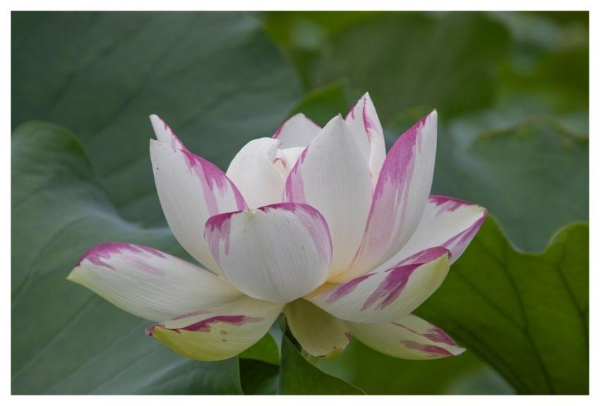 Lotus Flower Pond Plant