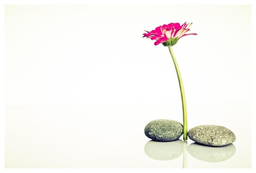 Wellness Health Harmony Recreation