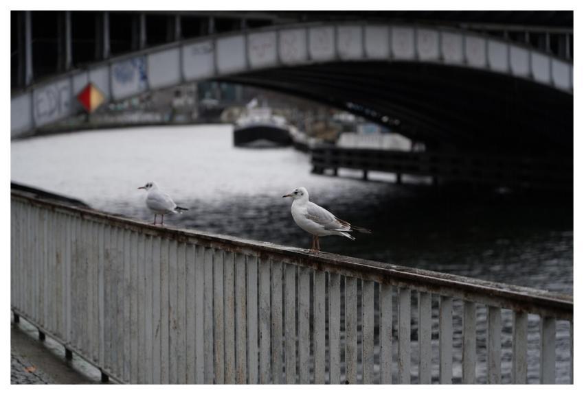 Bridge Seagull Lake Water