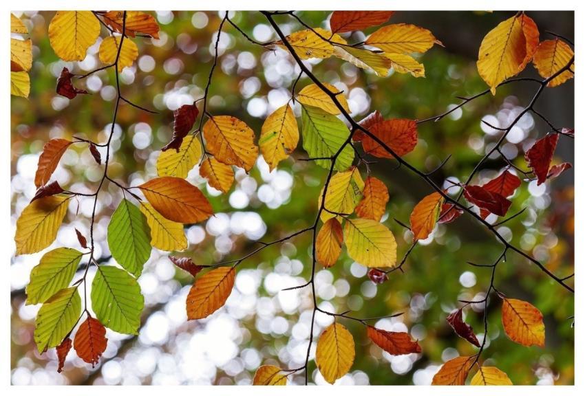 Fall Autumn Leaves Nature Autumn Colors