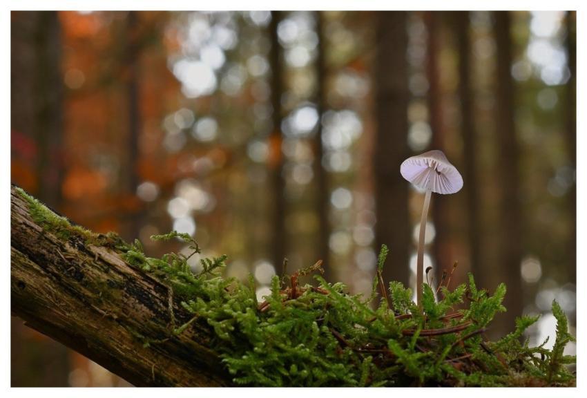 Mushroom Forest Moss Tree Trunk