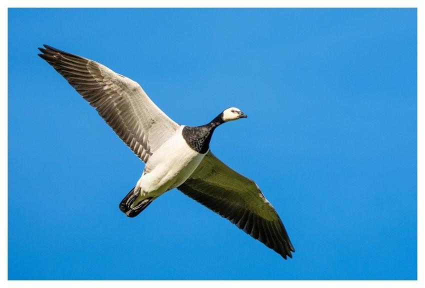 Bird Nature Wildlife Plumage