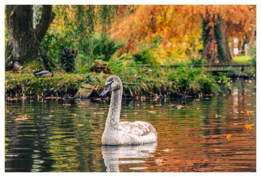 Swan Nature Water Mihail-Stavrev78