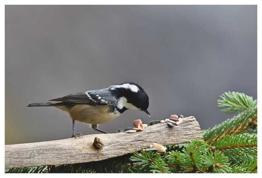 Bird Tit Bird Feeding Forest