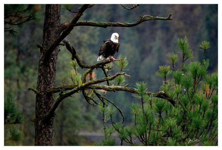 Eagle Full Hd Wallpaper Bald Eagle Tree