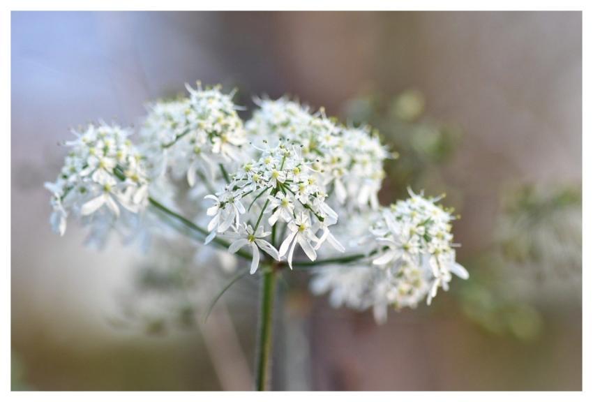 Wild Carrot Flower White Beautiful Flowers