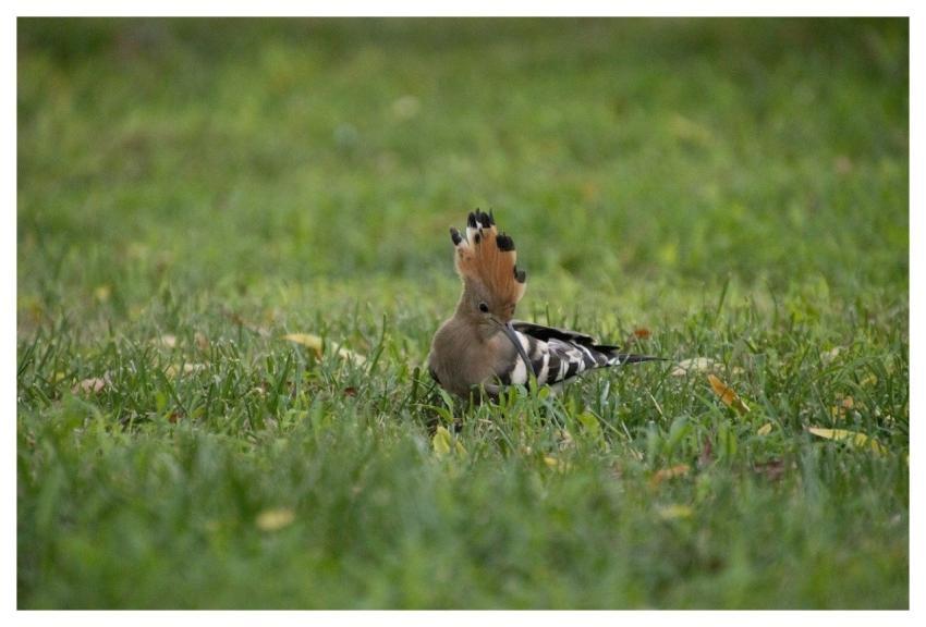 Hoopoe Nature Bird Wildlife